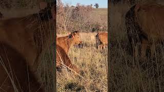 AMP Grazing is almost Heaven AMP ampgrazing naturalgramma [upl. by Haskins]