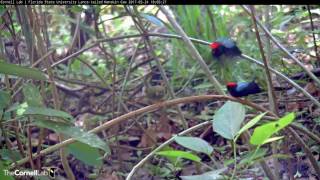 Female Lancetailed Manakins Choose Mates Carefully – May 24 2017 [upl. by Monika566]