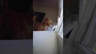 Dog Barks Loudly While Watching Out of Window  1430705 [upl. by Northway]