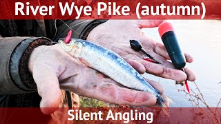 Pike fishing uk  River Wye Autumn  rigs tips techniques deadbaiting float silent angling [upl. by Eniledgam]