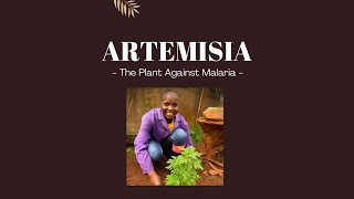 Artemisia  the Plant against Malaria that’s grown at Mlango Farm in Kenya [upl. by Nakada]