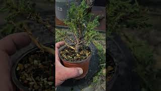 False Cypress bonsai transformation [upl. by Andert740]