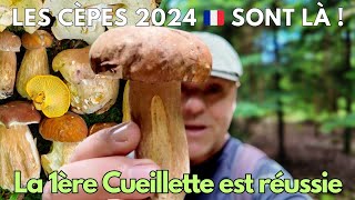 Les Cèpes 2024 sont là ➡️ 1ère cueillette réussie 🏆🍄❤️ cèpes 2024 champignon asmr nature [upl. by Rumery]