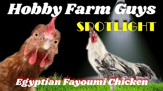 HFG Farm Animal Spotlight Egyptian Fayoumi Chicken [upl. by Montfort]