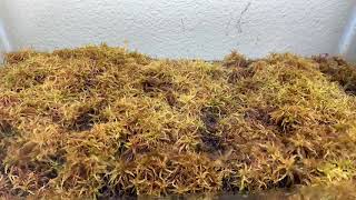 Time lapse sphagnum austinii moss growing  4 [upl. by Ldnek433]