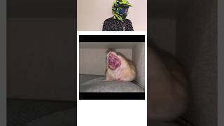 How Animals Yawn 🥱🥱shortsfeed shorts animals trending [upl. by Atirehs]