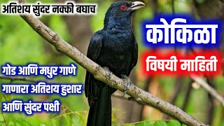 kokila pakshi  kokila pakshi chi mahiti  kokila vishay mahiti  kokila chi mahiti  kokila bird [upl. by Pooley824]