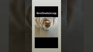 Worms Parasites in lungs in cats  Vet drugs [upl. by Bridges]