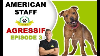 AMERICAN STAFF AGRESSIF  RÉSULTATS APRES 3 SÉANCES [upl. by Jolene990]