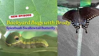 Spicebush Swallowtail Butterfly [upl. by Tallbot]