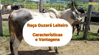 Raça Guzerá Leiteiro Características e Vantagens [upl. by Norvan]