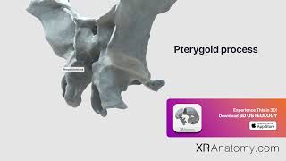 Pterygoid process of sphenoid bone [upl. by Ailicec546]