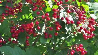 American Cranberry Bush or the Highbush Cranberry We plant in the Warrington Pa Area [upl. by Hakvir]