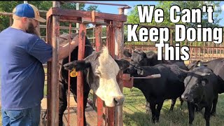 Panda Needs Attention  Deworming a Cow [upl. by Ahcsropal]