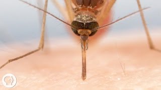 How Mosquitoes Use Six Needles to Suck Your Blood  Deep Look [upl. by Patnode173]