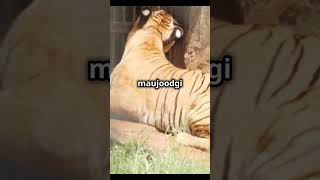 Best facts about Tasmania tiger facts shorts [upl. by Sauls]