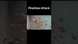 Piranha Fish In Aquarium  Red Bellied Piranha  Most Dangerous Fish [upl. by Merchant]