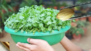 SECRET TRICK TO GROW ENORMOUS CORIANDER CILANTRO AT HOME [upl. by Holcman]