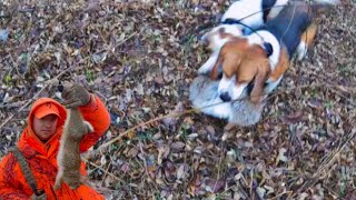 December Rabbit Hunting with Beagles  HUNTING IN THE RAIN [upl. by Ram]