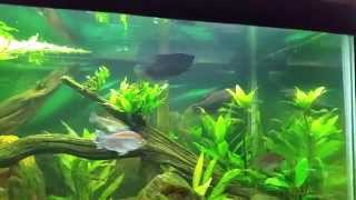 African tank w Ctenopoma Congo Tetras Syno Cat Gouramis and a BGKF [upl. by Horick575]