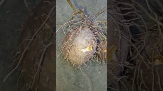 Dioscorea bulbiferagardening nature youtube 1k garden shortsfeed shorts subscribe [upl. by Nadiya]