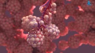 Alveoli 3D Medical Animation [upl. by Namurt]