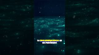 Bioluminiscencia un fenómeno fascinante curiosidades ciencia increible sabiasque sorprendente [upl. by Derrick]