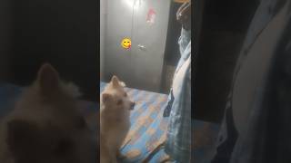 shortsyoutube browney doglover petlover subscribe [upl. by Adyan887]