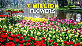 The Worlds Biggest Flower Garden  4K Walk in Keukenhof Netherlands 🇳🇱 [upl. by Perlman]