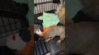 🐿️ Scotty the squirrel always beating up Lamb Chop squirrels squirrel uirrel [upl. by Idnar]