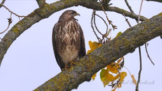 Common Buzzard Call birds birdsounds [upl. by Landon]