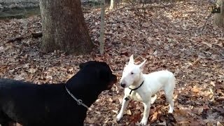 Bull Terrier Vs Rottweiler Stand off [upl. by Prowel560]