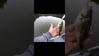 You’re a pig bro fishing bassfishing largemouthbass washingtonstate jesus loves you [upl. by Colburn]