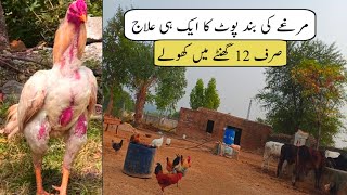 Treatment For Sour And Impacted Crop in Chicken  Murgi Ka Pota Band Aur Hazma Ka ilaj [upl. by Imrots]