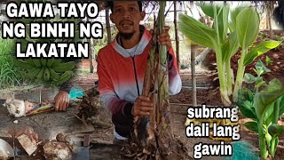 Macro propagation banana lakatan step by step tagalog Tutorialamp tips Gha Agri Tv [upl. by Razid943]