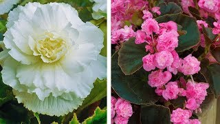 How to Plant Double Begonias Summer Garden Guide [upl. by Hserus158]