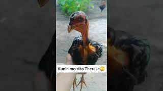 Dalok dalok ka Manok🙄 pbbtherese funny funnyshorts forfun [upl. by Attenauqa]