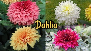 Annual Flower Show 2019  Dahlia FlowerThe Agri  Horticultural Society Of India [upl. by Eislehc]