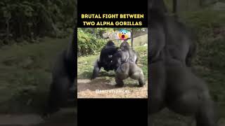 Epic Battle Gorilla Fights Gorilla shorts [upl. by Iroak]