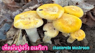 เก็บเห็ดมันปูฝรั่ง อเมริกา Chanterelle Mushroom [upl. by Margalo]