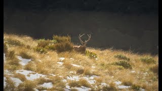 A Winter Stag Hunt July 2017 [upl. by Bak191]