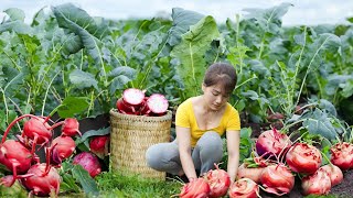 Harvesting kohlrabi Goes To Market Sell  Replant the vegetable garden  Nhất Daily Life [upl. by Naraj]