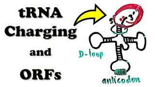 Translation  tRNA Charging Aminoacylation and Open Reading Frames [upl. by Nosneh422]