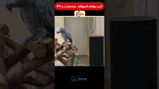 أغرب مواقف للحيوانات  هتدهشك ج133 [upl. by Richarda433]