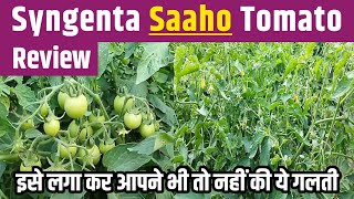 Syngenta Saaho Tomato Review  Hybrid Tomato  Tamater ki kheti  60 days update [upl. by Sturdivant]