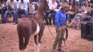 MONTY ROBERTS O ENCANTADOR DE CAVALOS [upl. by Anet]