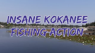 Insane Kokanee Fishing Action  Lake Meridian WA 2021 [upl. by Birchard]