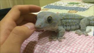 A Friendly Tokay Gecko Acting Like Leopard Gecko [upl. by Tepper]