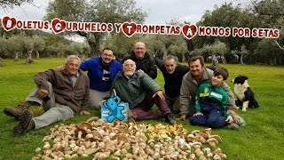 Boletus aereusGurumelos y Trompetas A monos por setas Extremadura 12 [upl. by Elletnohs143]