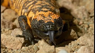 The Gila monster [upl. by Ylevol]